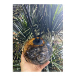 Biosy Zeytin Ağacı Ve Epoksiden Dekoratif  Oda Kokusu Şişesi  Füme 15cm