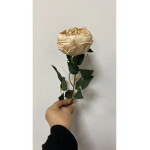 Krem Austın Gülü 60 cm