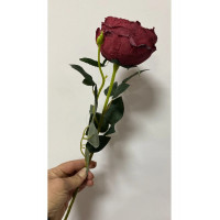 Kırmızı Austın Gülü 60cm