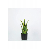 Yapay Saksılı Sansevıera Çiçeği 39 cm